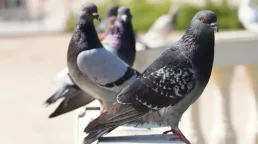 Controle e manejo de pombos